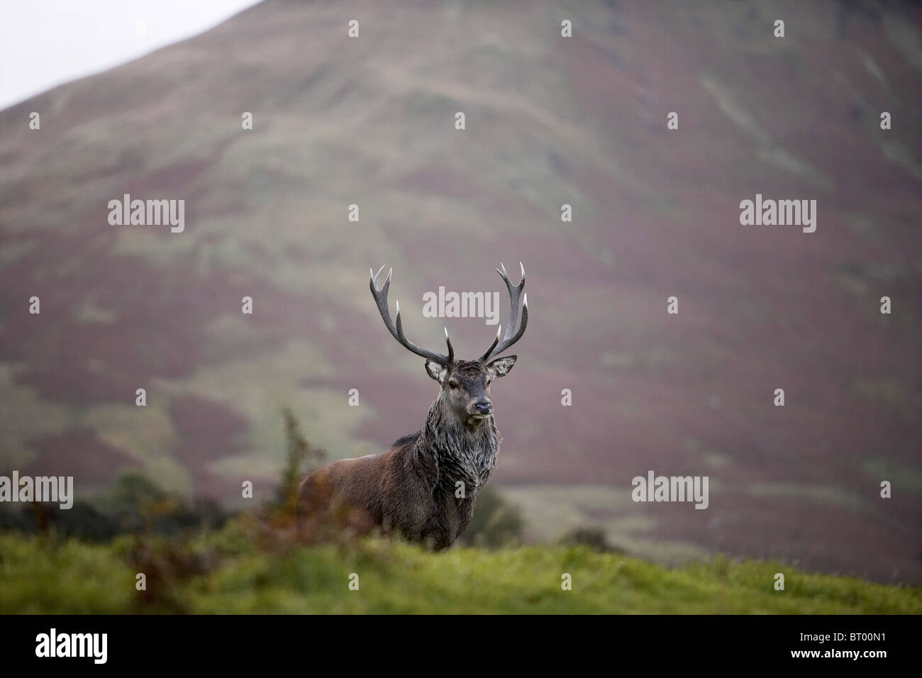 Cervi, Cervus elaphus stag, Isle of Arran, Scozia Foto Stock
