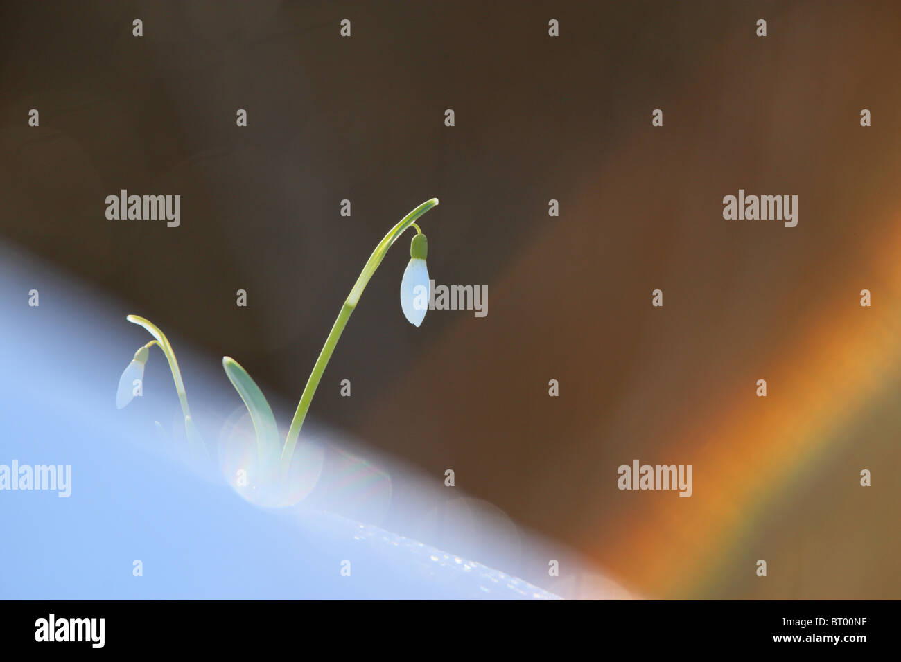 Blooming Bucaneve (Galanthus nivalis) nella neve. Aprile. Foto Stock