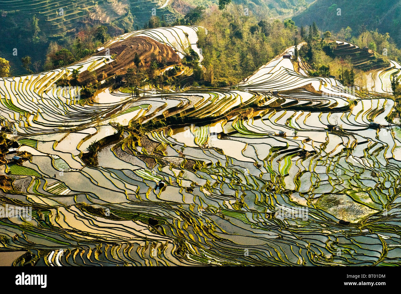 Riso drammatico terrazzo paesaggio nella regione di YuanYang, Yunnan. Foto Stock