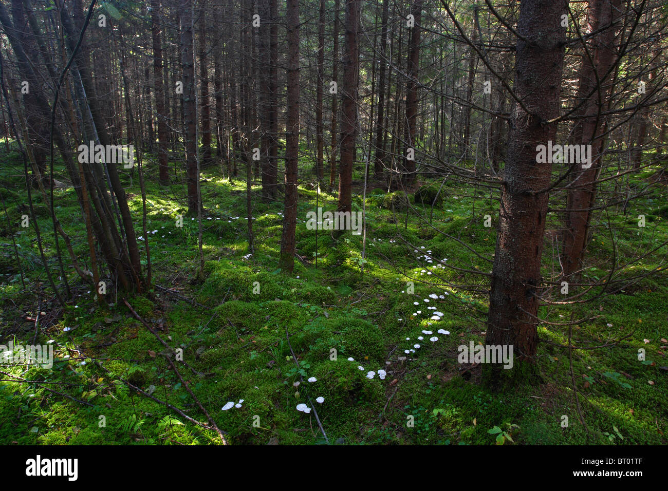 Anello di fata di funghi nella foresta di pini, Europa Foto Stock