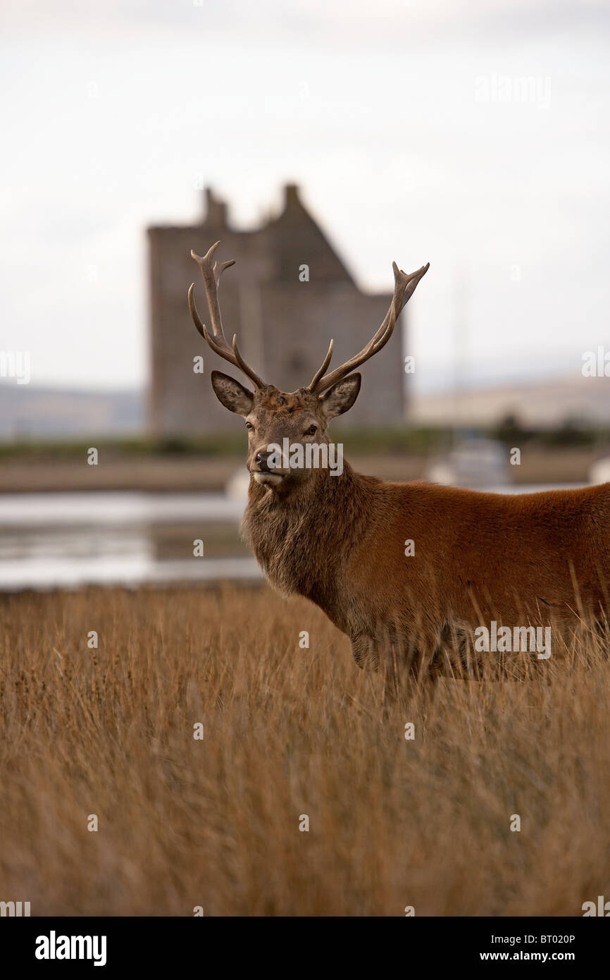 Cervi, Cervus elaphus stag, Lochranza castle, Isle of Arran, Scozia Foto Stock