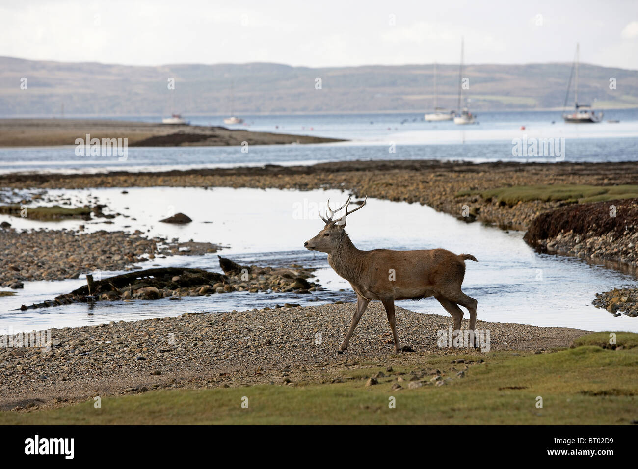 Cervi, Cervus elaphus stag sul litorale, Lochranza, Isle of Arran, Scozia Foto Stock