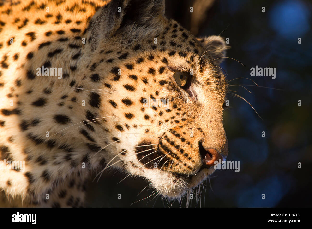 Leopard in predatori di umore Closeup Foto Stock