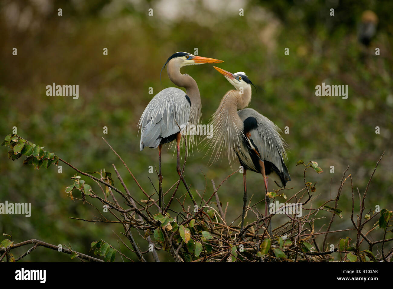 Due airone blu nel paesaggio Foto Stock