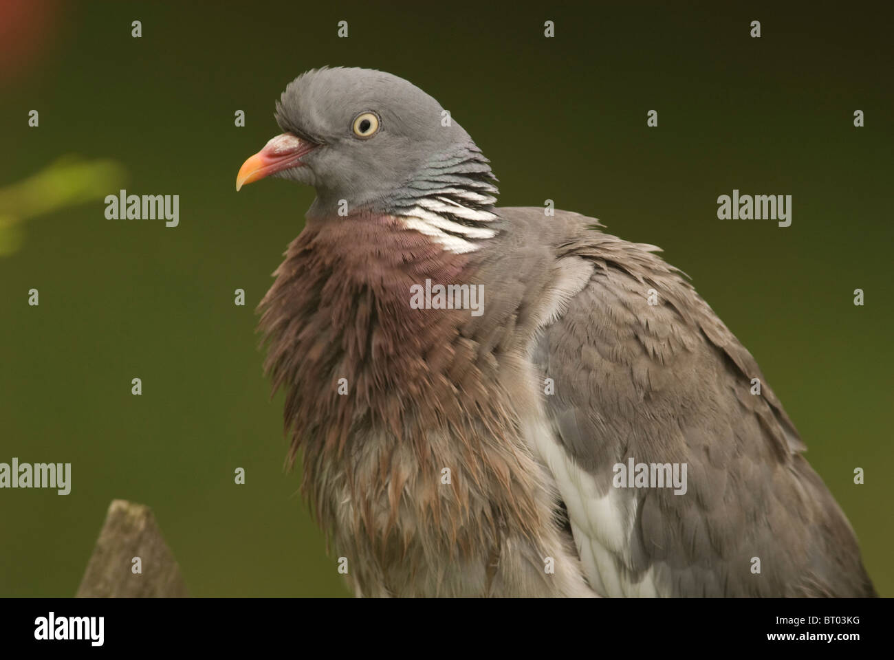 Woodpigeon, (Columba palumbus), Adulto con piume umido Foto Stock
