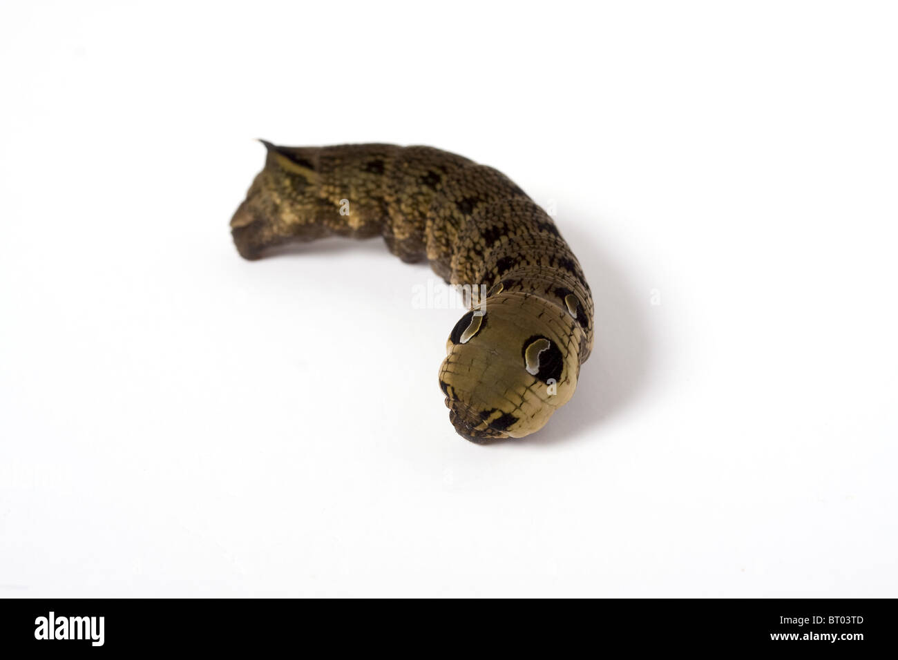 Elephant Hawk moth larva isolato su uno sfondo bianco Foto Stock