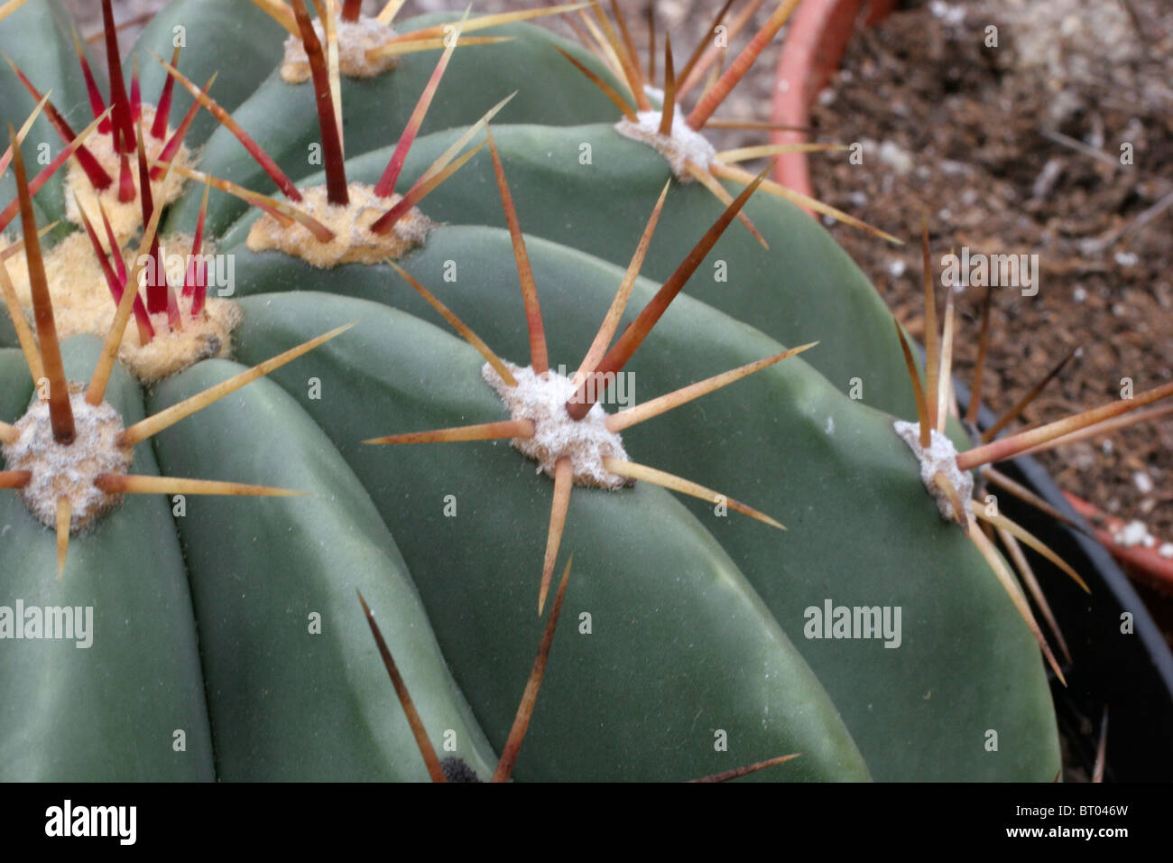 Cactus (Ferocactus pottsii) mostra radiale e spine centrale e nervature. Foto Stock