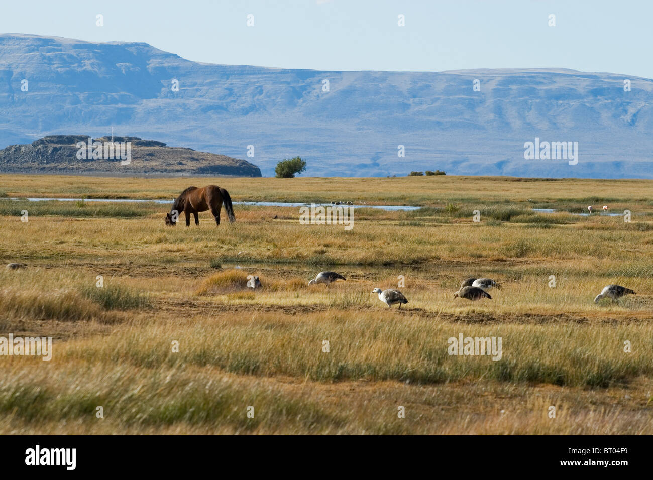 Cavalli, anatre e oche nel Lago Argentino Foto Stock