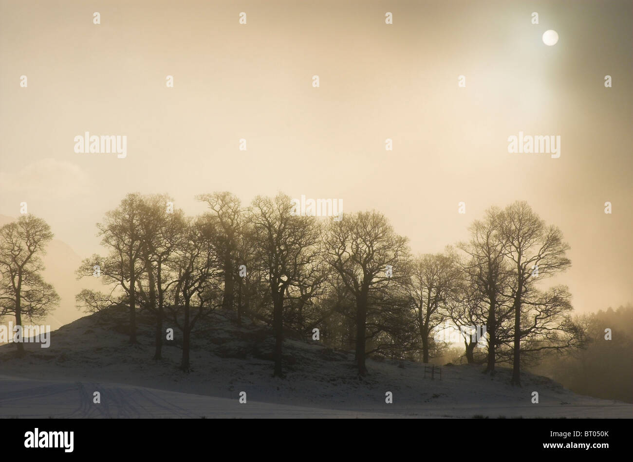 Sihuetted ceduo di alberi in inverni misty giorni con sun. Foto Stock