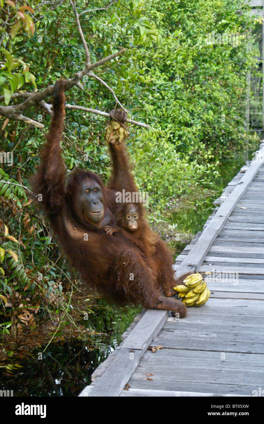La madre e il bambino orangutan, Camp Leakey, Borneo, Indonesia Foto Stock