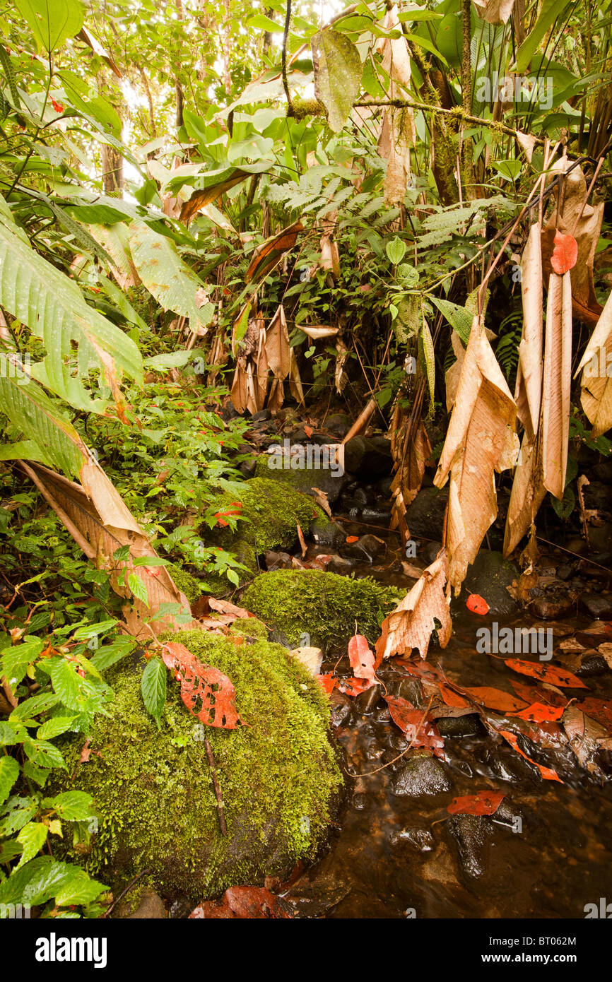 Fitta foresta tropicale in Ecuador Foto Stock