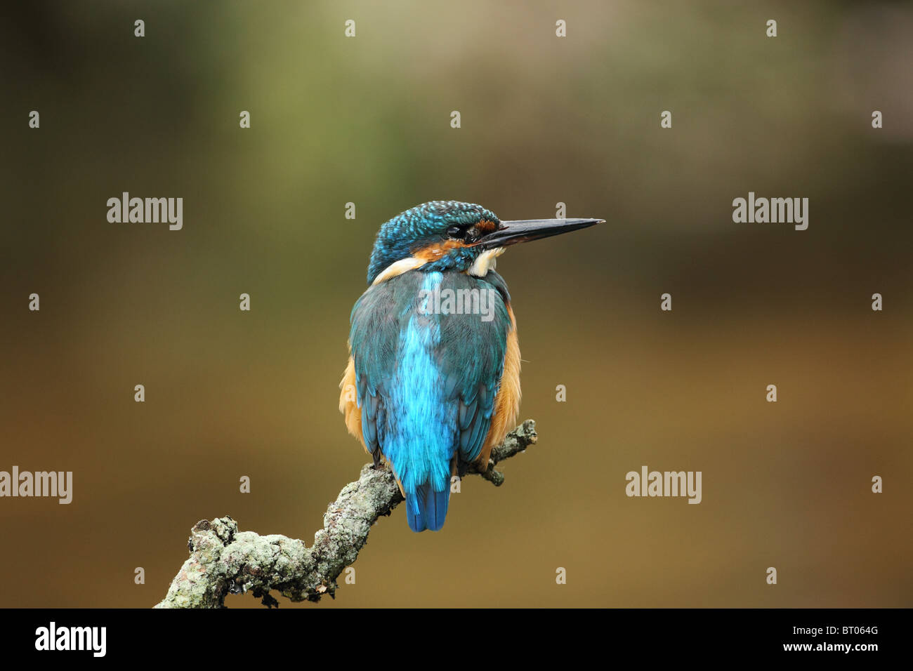 Il Comune Kingfisher, Alcedo atthis, pesca da un vecchio ramoscello. Foto Stock