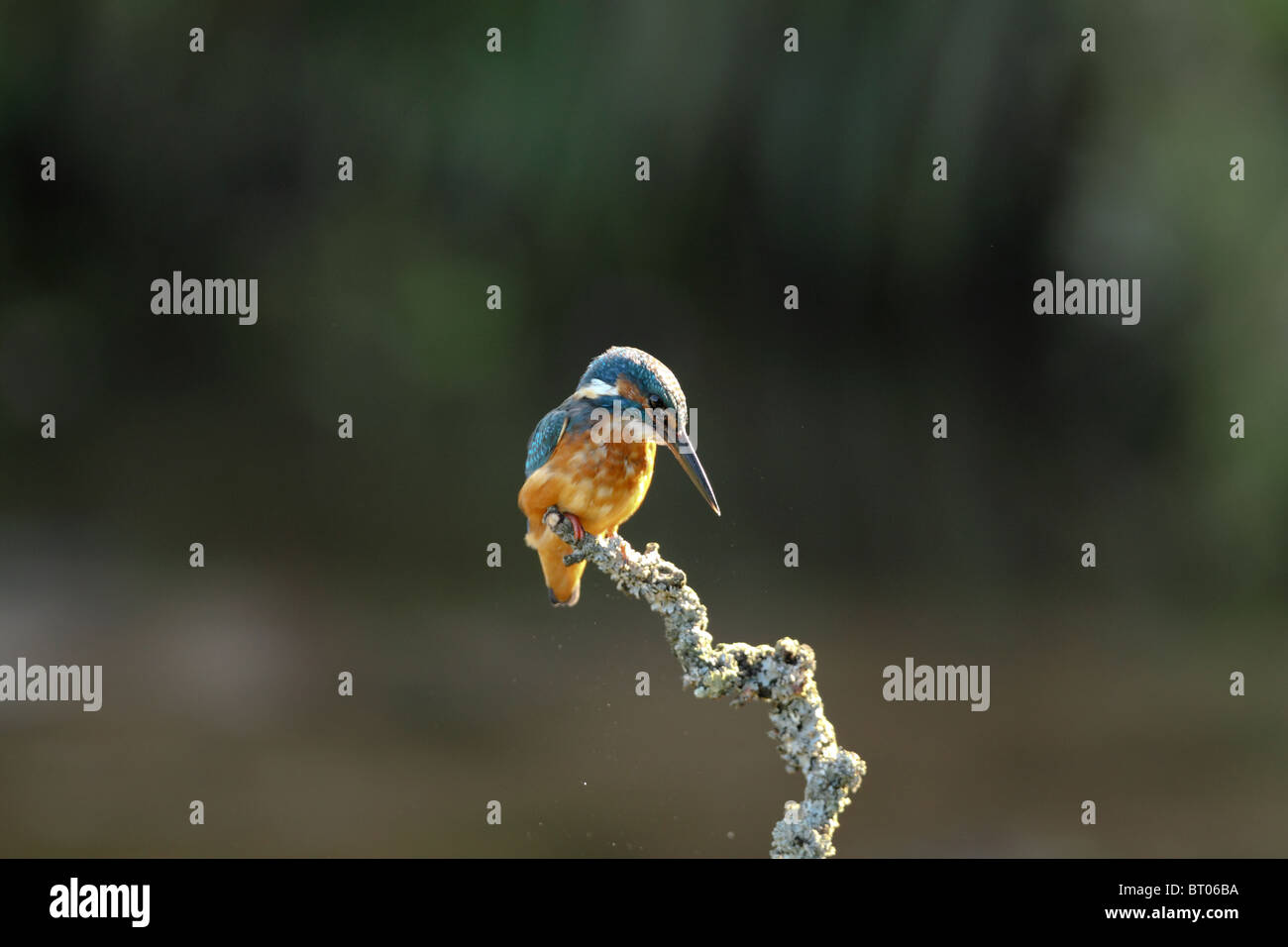 Il Comune Kingfisher, Alcedo atthis, pesca da un vecchio ramoscello. Foto Stock