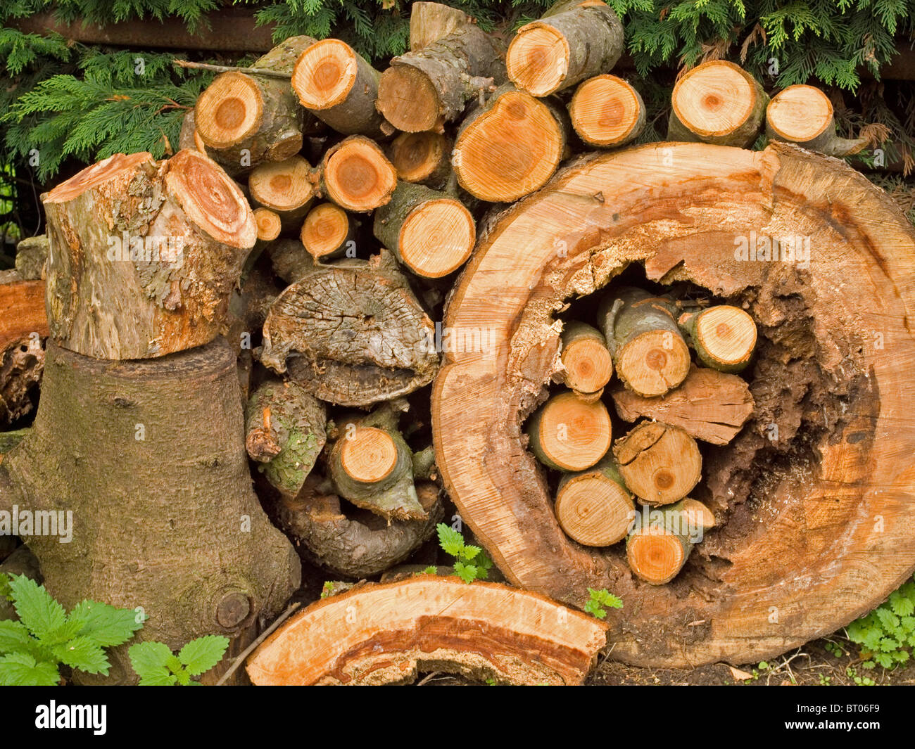 tronchi di legna da ardere Foto Stock