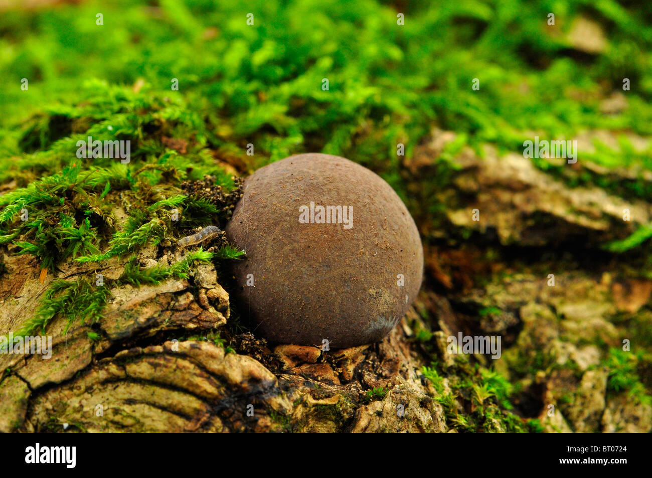 Autunno Puff Ball funghi fungo, streghe uovo in legno Bramingham, Luton, Bedfordshire Foto Stock