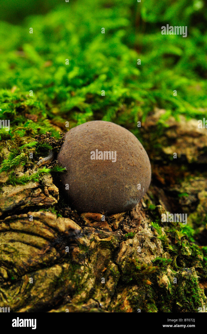 Autunno Puff Ball funghi fungo, streghe uovo in legno Bramingham, Luton, Bedfordshire Foto Stock