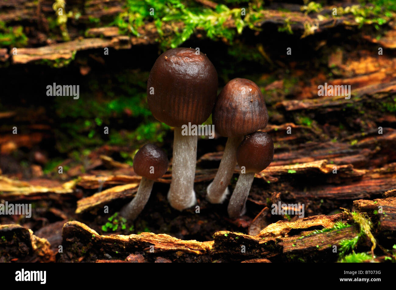 In autunno i funghi sul log in legno Bramingham, Luton, Bedfordshire Foto Stock