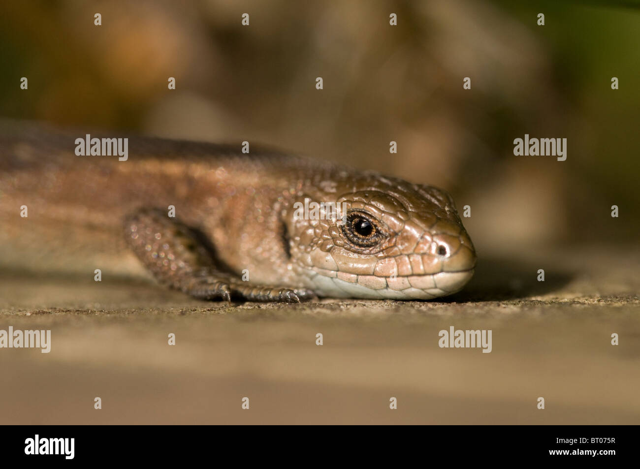 Comuni (vivipara) Lizard, (Lacerta vivipara / Zootoca vivipara), crogiolarsi su legno, Settembre. Foto Stock