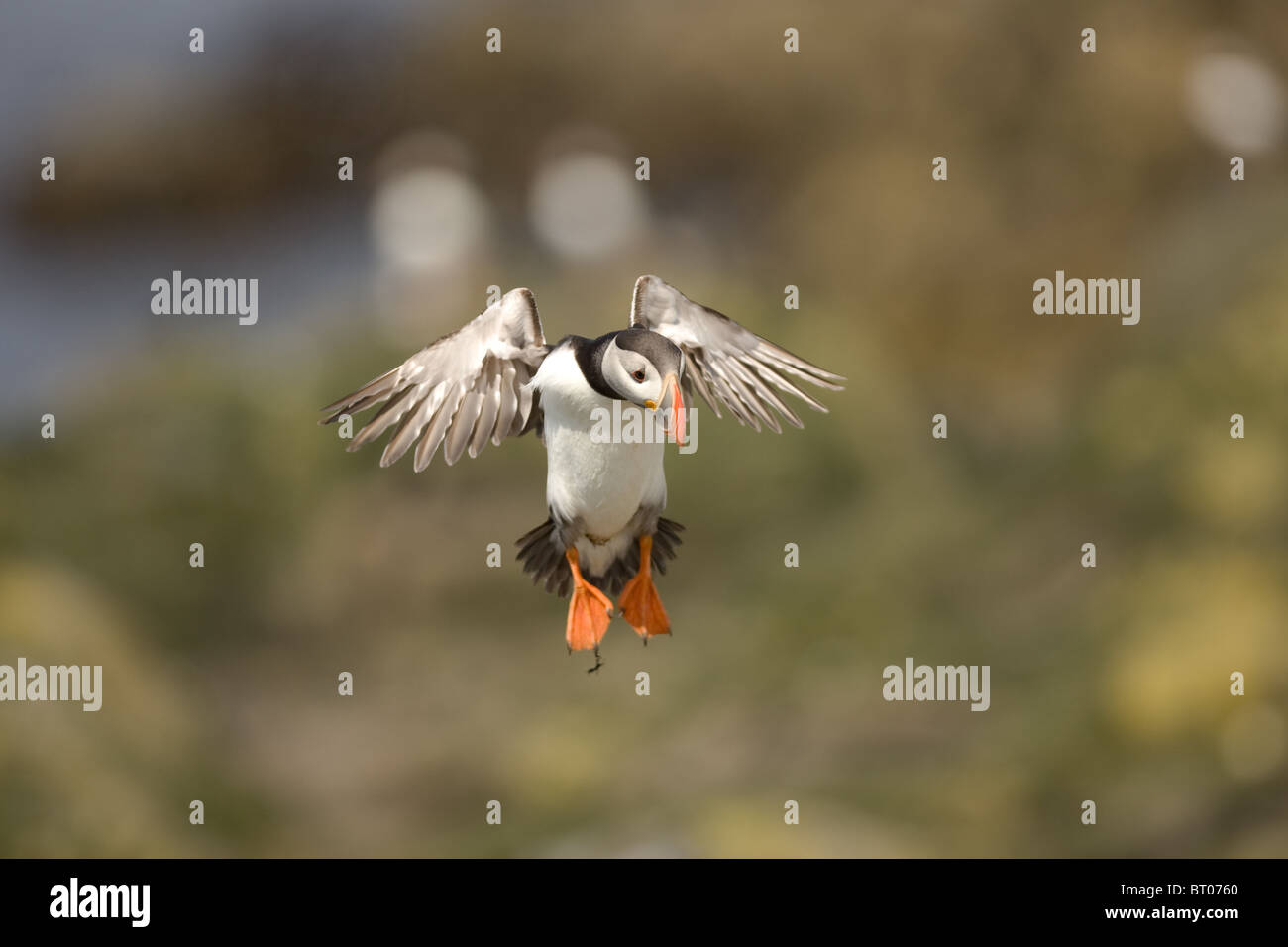 Atlantic Puffin (Fratercula arctica), Regno Unito Foto Stock