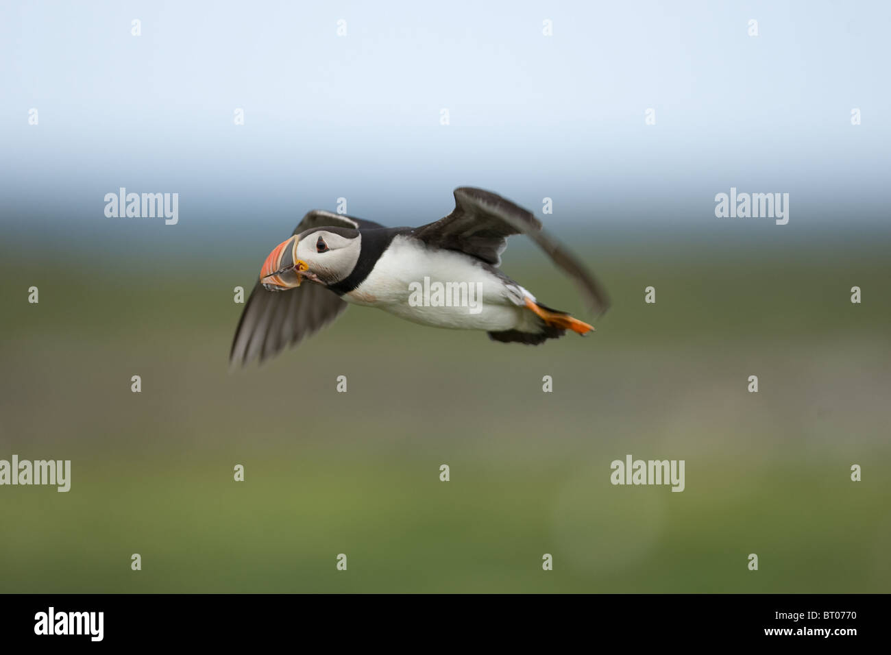 Atlantic Puffin (Fratercula arctica), Regno Unito Foto Stock