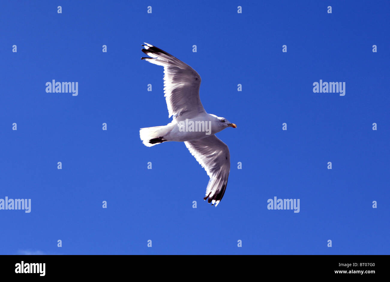 Seagull nei Paesi Bassi Foto Stock