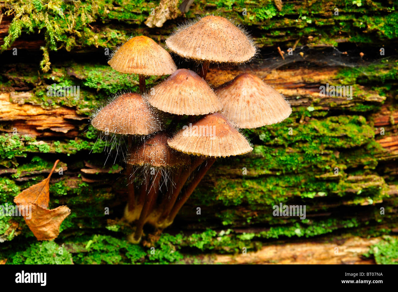 In autunno i funghi sul log di essere attaccato da piedini in legno Bramingham, Luton, Bedfordshire Foto Stock