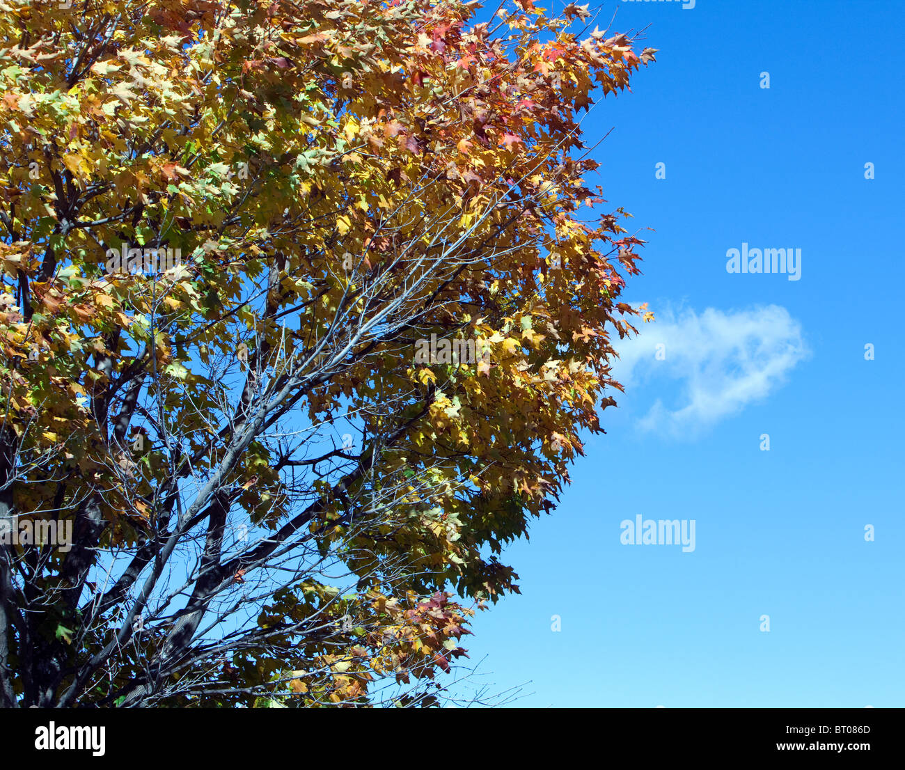Caduta delle Foglie e molto un cielo blu. Foglie di giallo e oro. Foto Stock