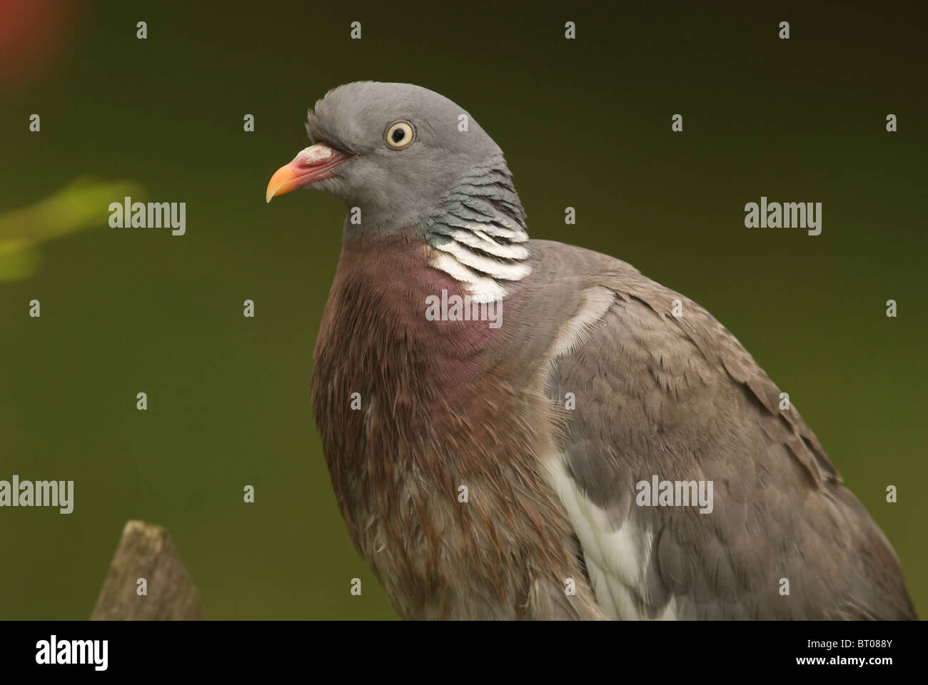 Woodpigeon, (Columba palumbus), Adulto con wet piume. Foto Stock