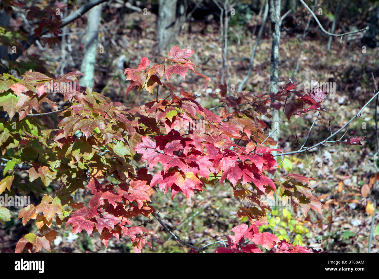 Caduta delle Foglie rosse foglie di acero. Foto Stock