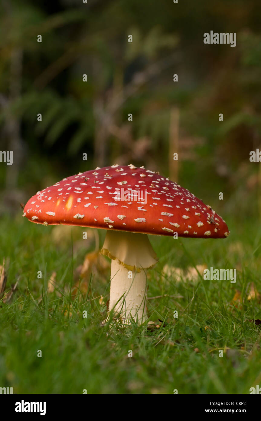 Fly Agaric, (amanita muscaria), in Prato Foto Stock