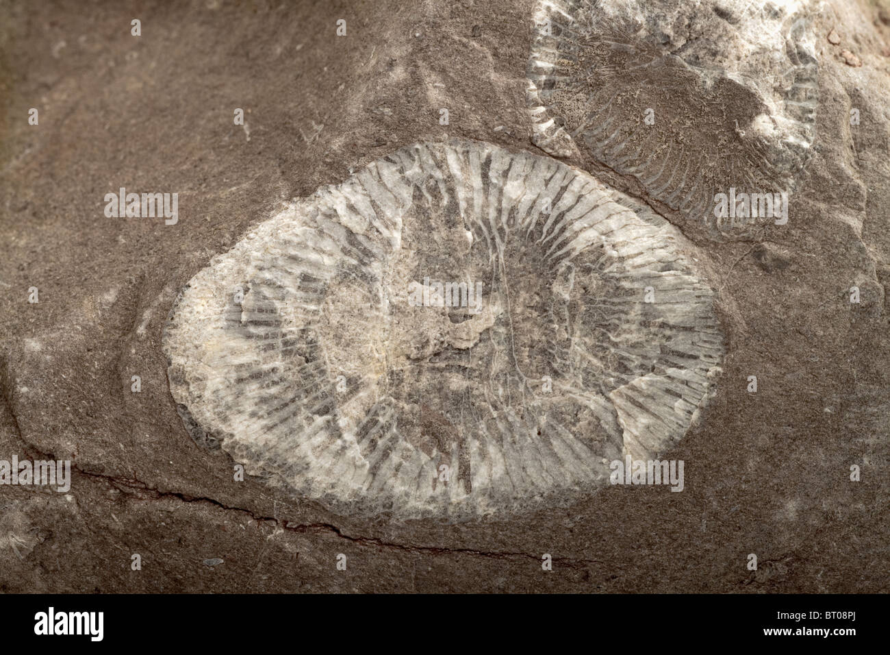 Conchiglie fossilizzate di clam, trovate incorporate in una roccia da giardino Foto Stock