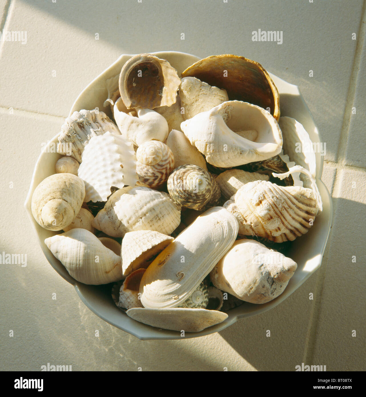 Still-Life della collezione di conchiglie marine nel recipiente Foto Stock