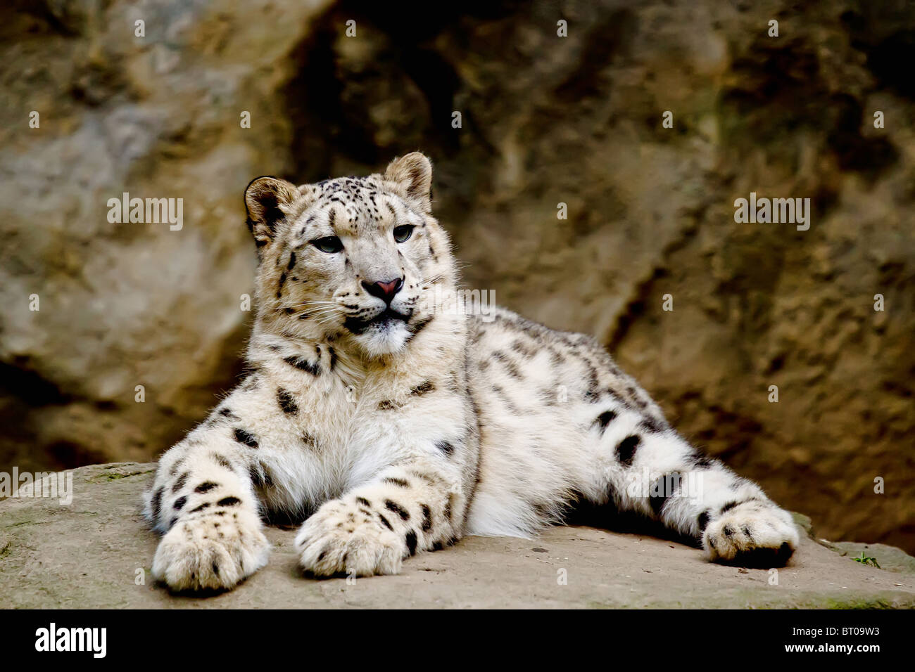 Snow Leopard Irbis (Panthera uncia) leopard guardando avanti in zoo Foto Stock