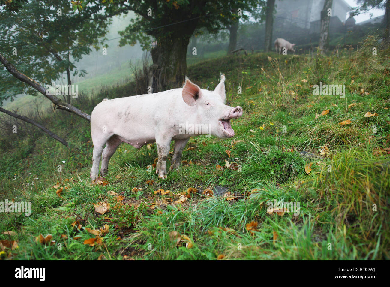 Italien, Comer vedere, 20101001, Tierhaltung in den Bergen am Comer vedere © Gerhard Leber ha Foto Stock