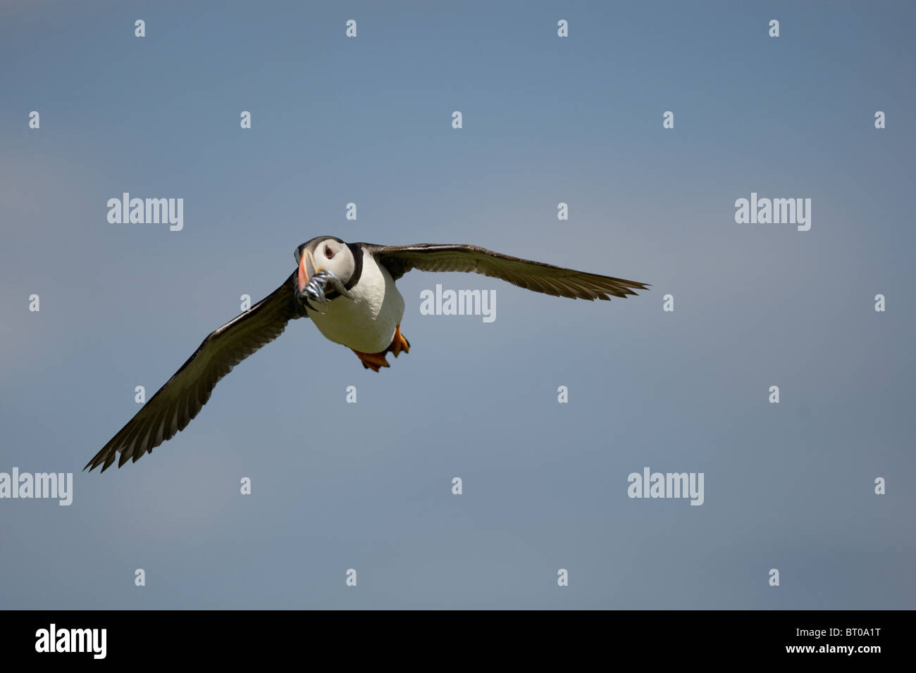 Atlantic Puffin (Fratercula arctica), Regno Unito Foto Stock