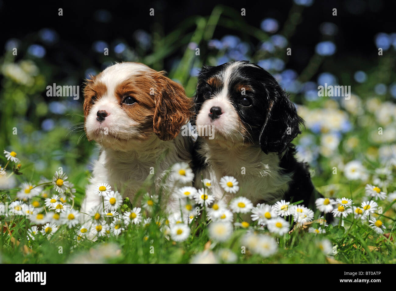Cavalier King Charles Spaniel (Canis lupus familiaris). Due Cuccioli seduti in un prato fiorito. Foto Stock