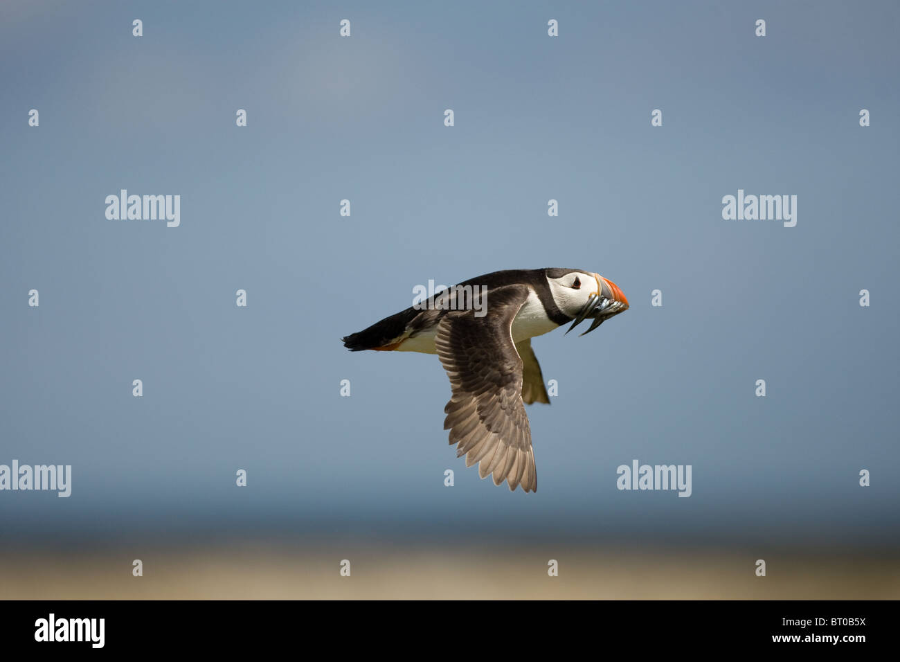 Atlantic Puffin (Fratercula arctica), Regno Unito Foto Stock