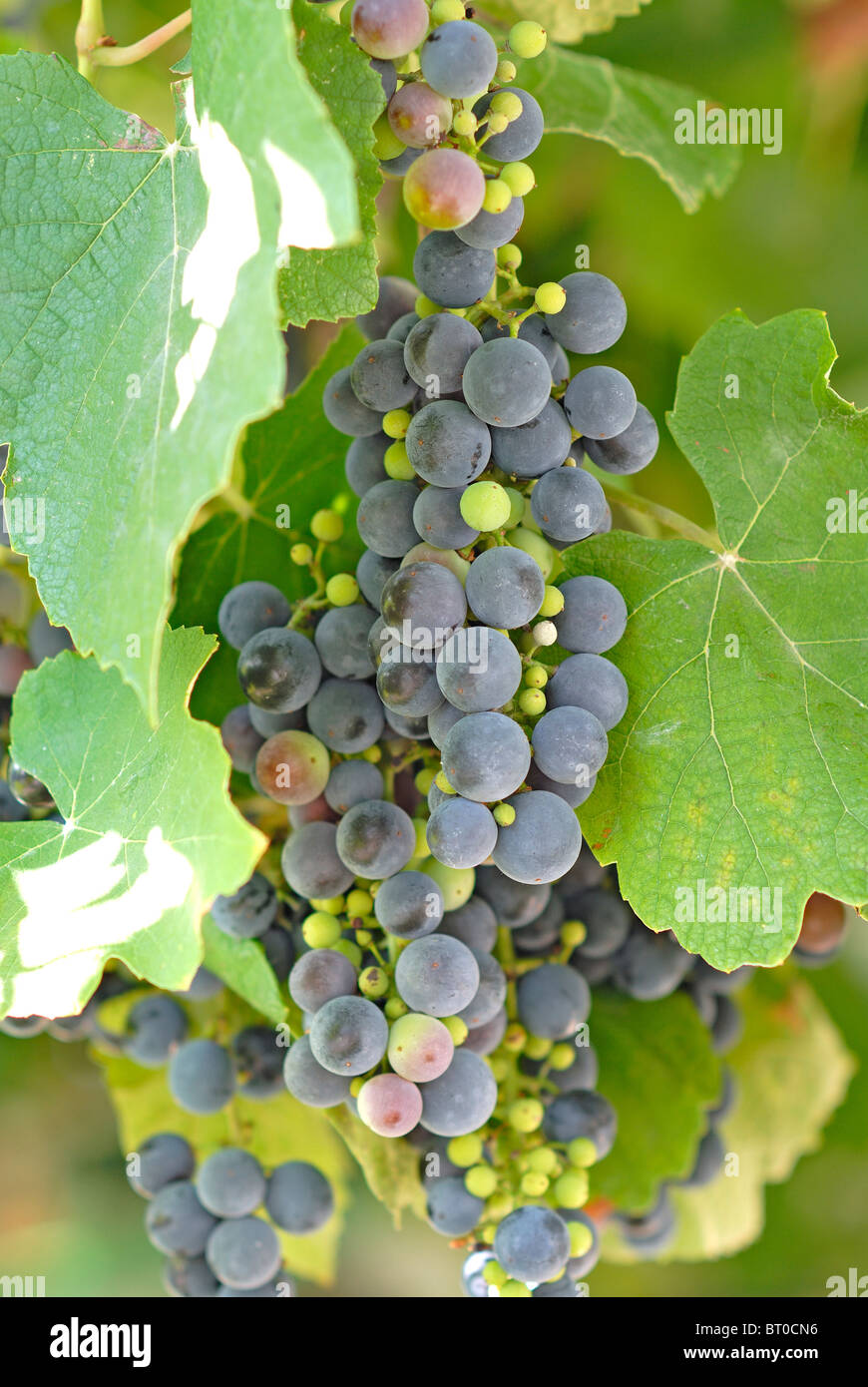 Uva d'attaccatura Foto Stock
