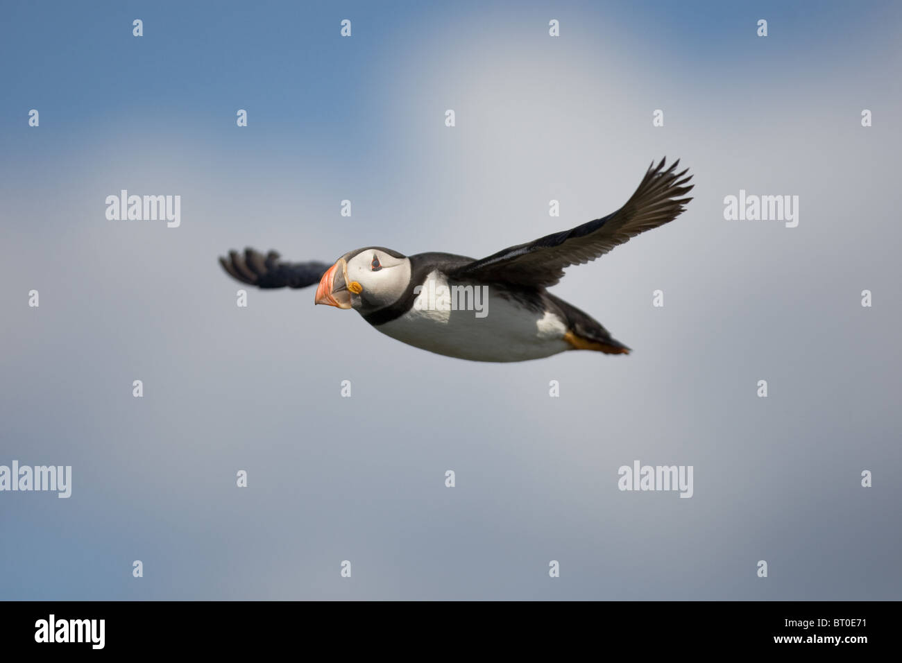 Atlantic Puffin (Fratercula arctica), Regno Unito Foto Stock