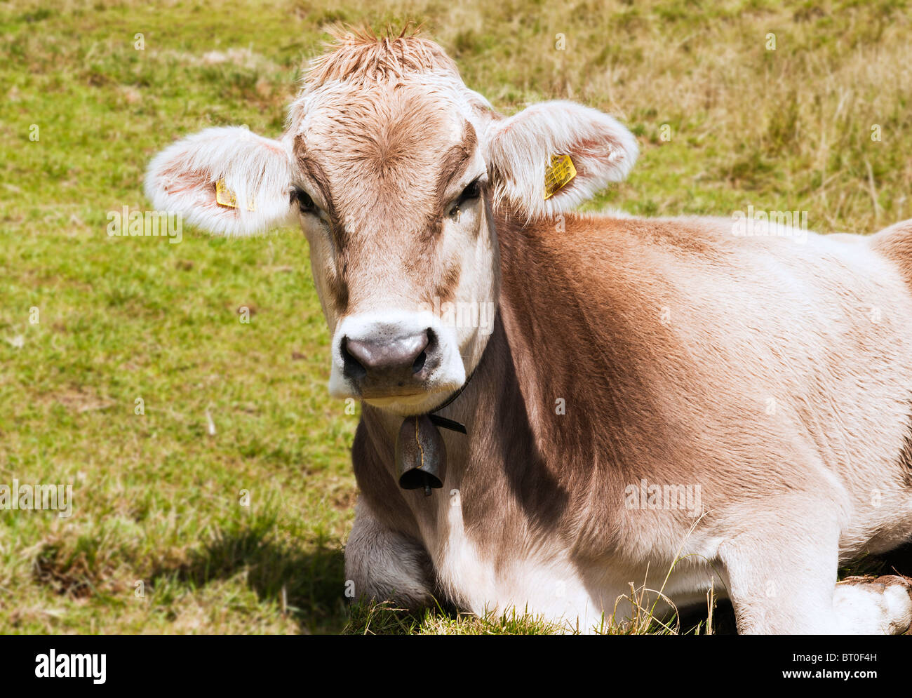 Campana svizzera della mucca immagini e fotografie stock ad alta