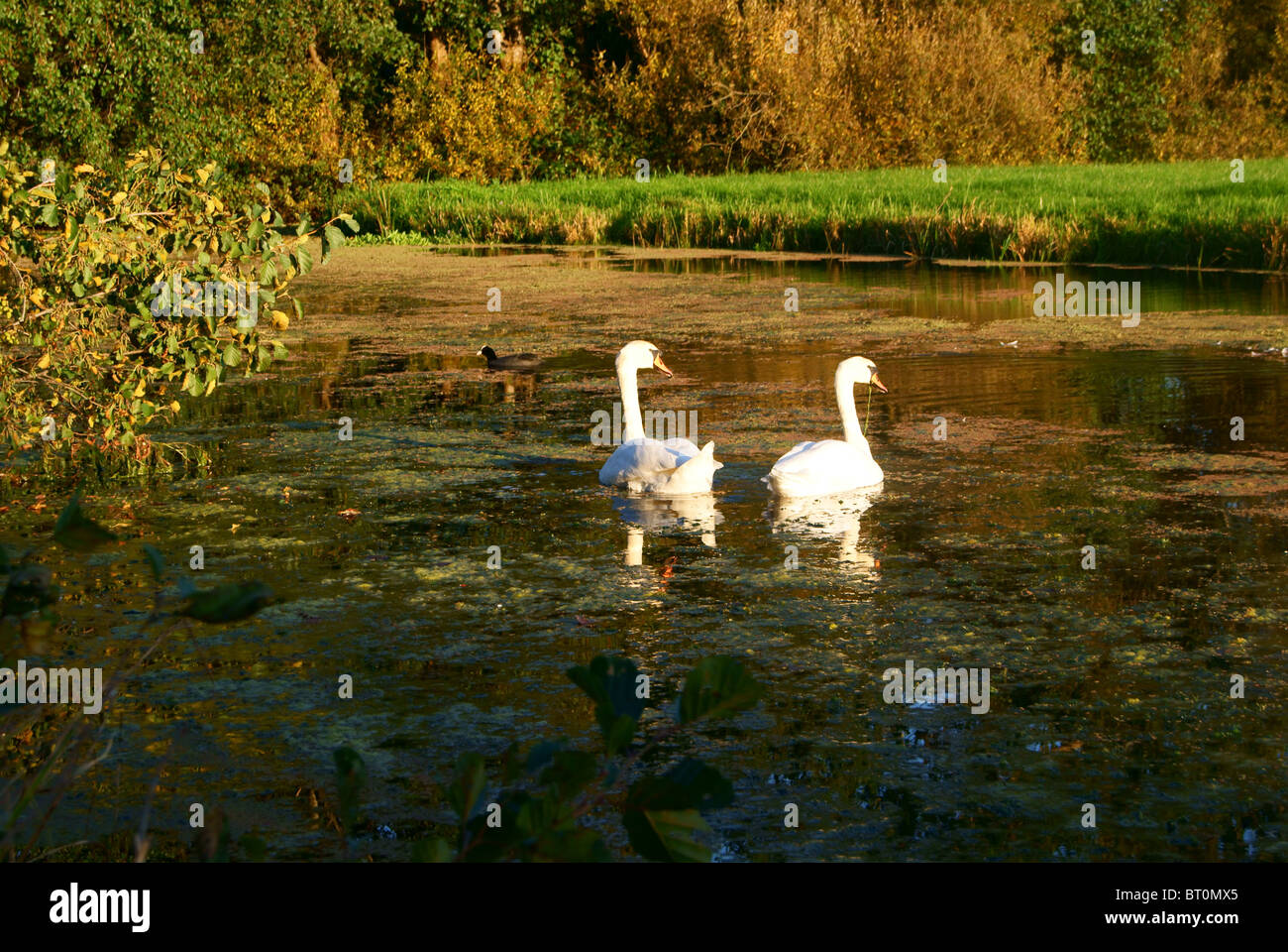 Swan con riflessione nella natura olandese Foto Stock