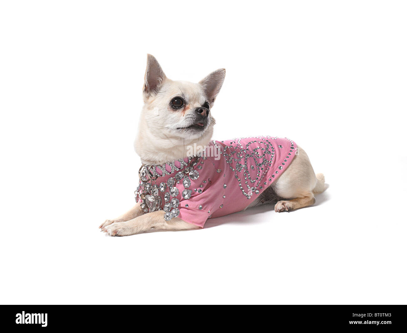 Un Chihuahua giacenti su uno sfondo bianco Foto Stock