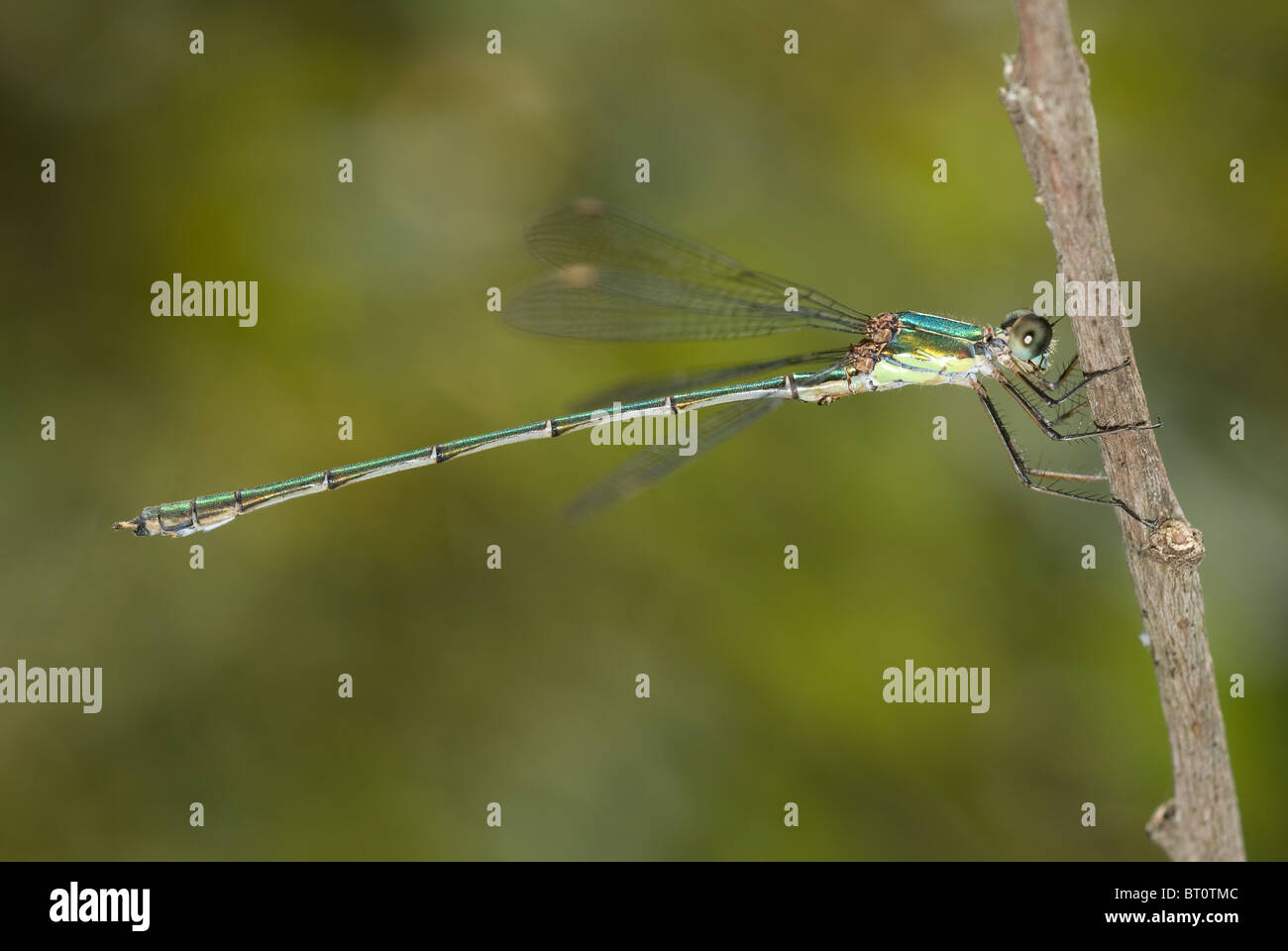 Western Willow Spreadwing (Lestes viridis) Foto Stock