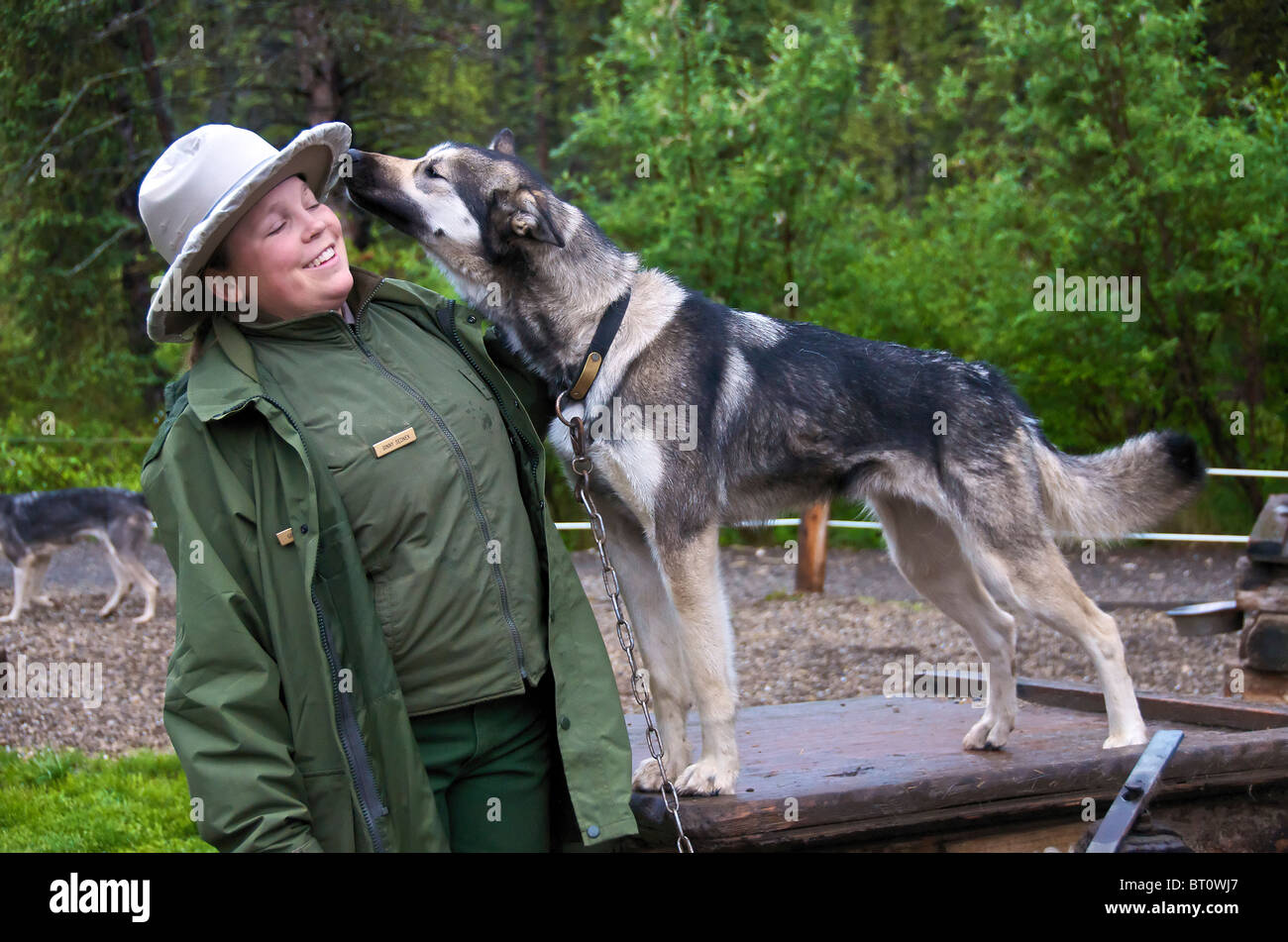 Ranger con husky Parco Nazionale di Denali Alaska USA Foto Stock