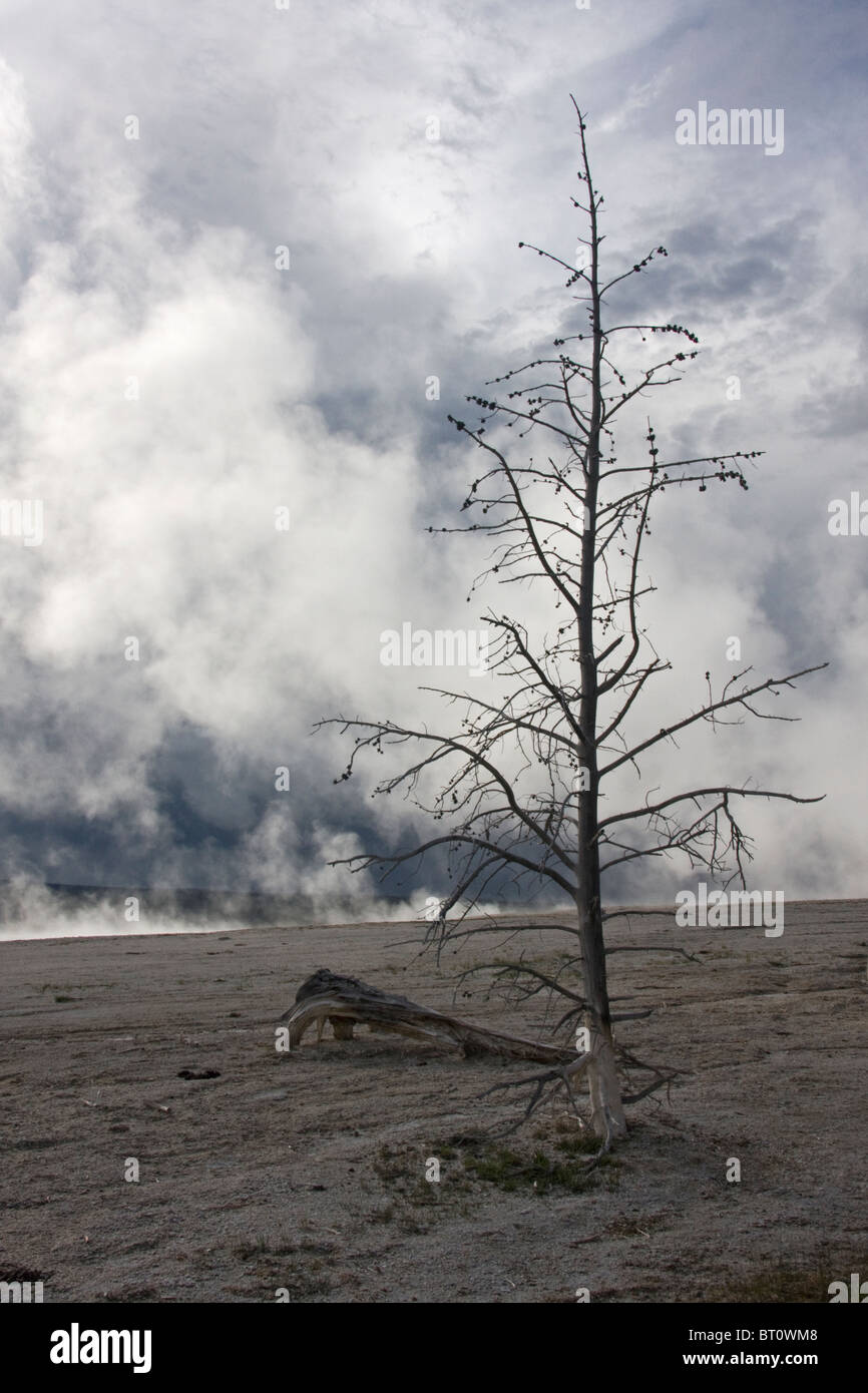 Albero morto nella distesa di agglomerato, inferiore Geyser Basin, il Parco Nazionale di Yellowstone Foto Stock