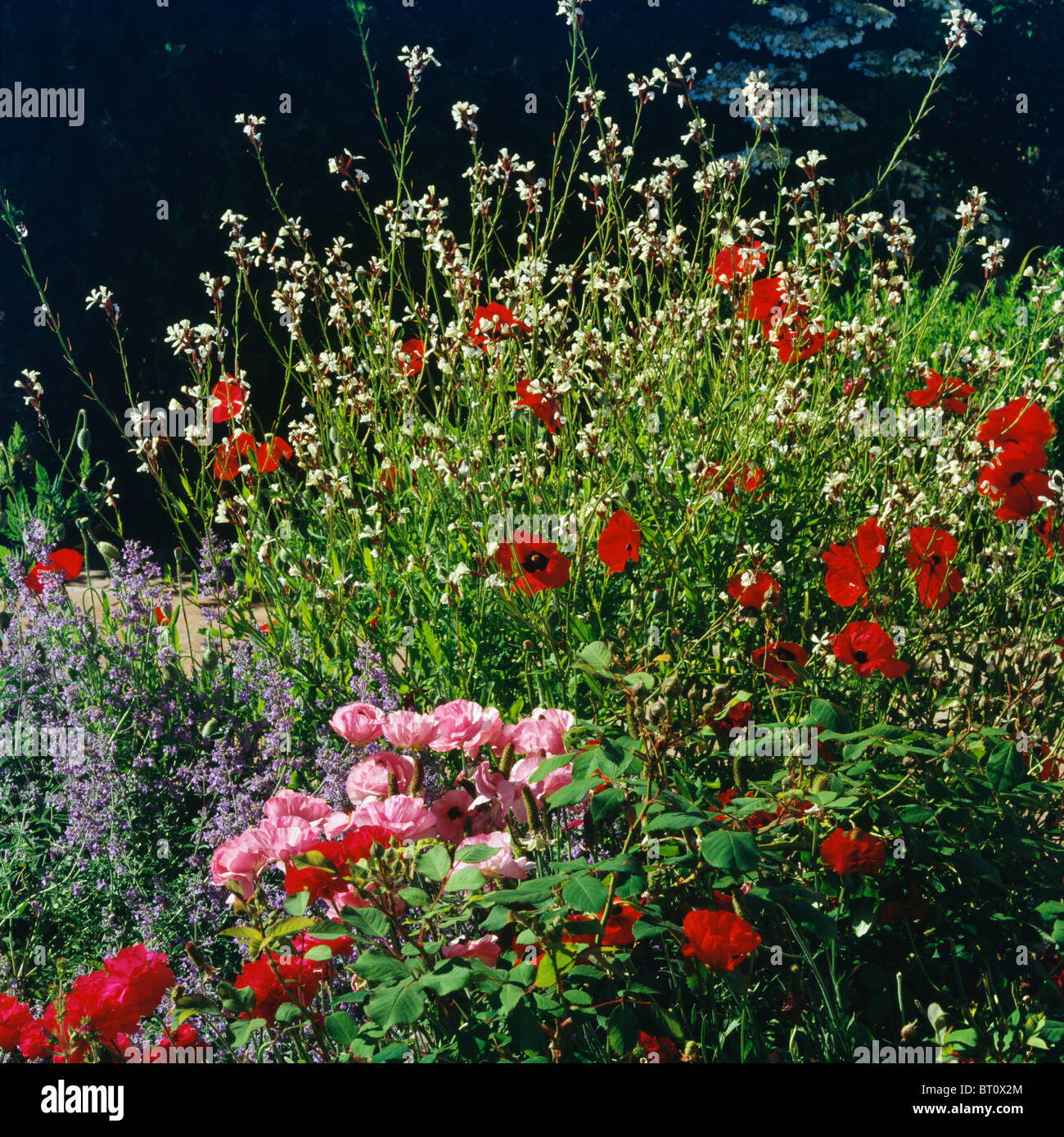 Close-up di rose rosa con scarlatto papaveri e gatto blu-menta in giardino estivo confine Foto Stock
