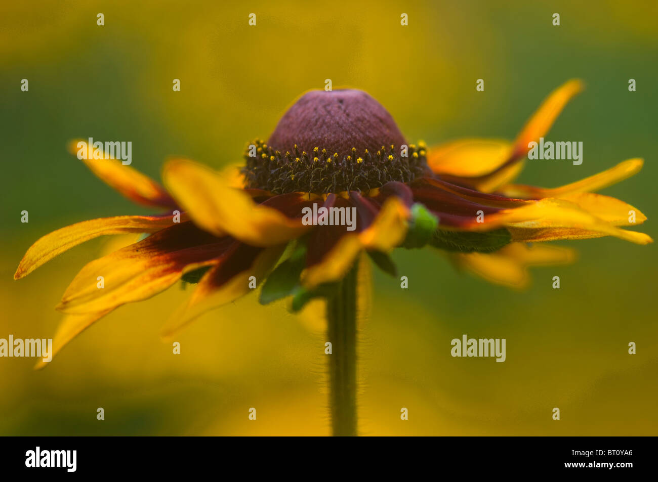 Close-up immagine della splendida fioritura estiva Rudbeckia hirta "marmellata" conosciuto anche come black-eyed Susan fiore. Foto Stock