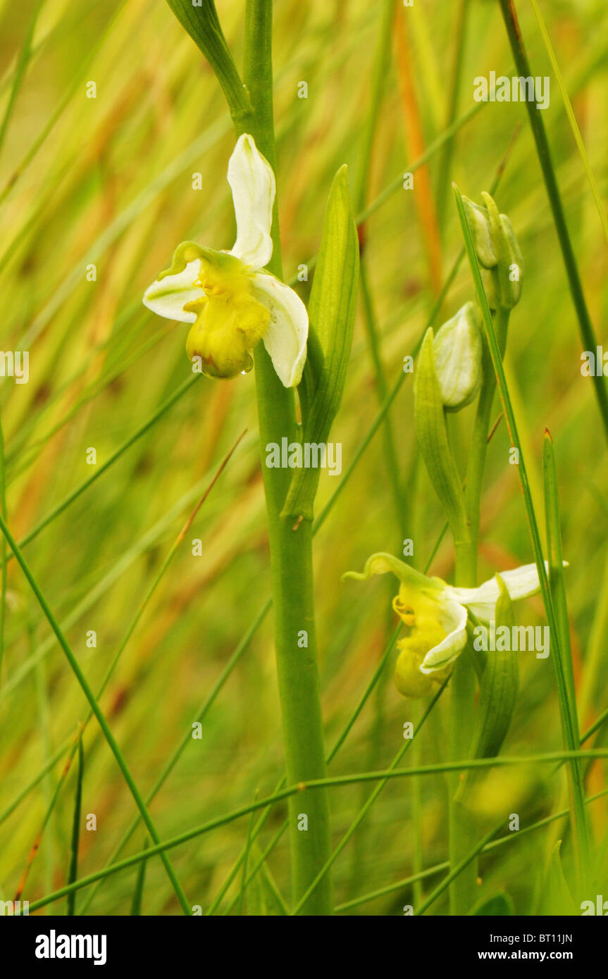 Ophrys apifera chlorantha trovati su un orlo di erba in Vandea in Francia Foto Stock