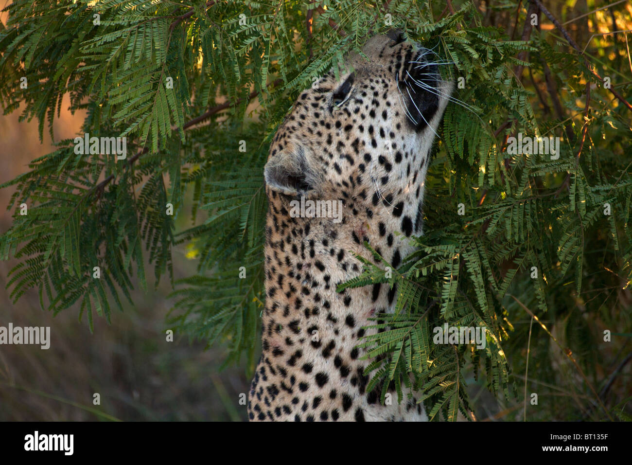 Leopard annusando il profumo Foto Stock