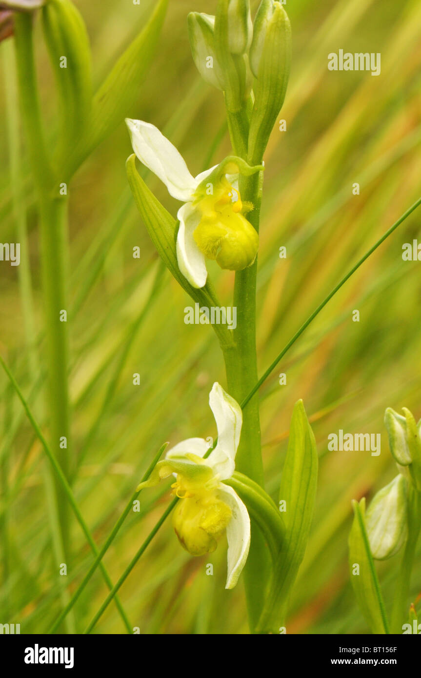 Ophrys apifera chlorantha trovati su un orlo di erba in Vandea in Francia Foto Stock